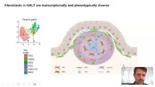 Fibroblast diversity within human gut-associated lymphoid tissues