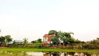 Look at beautiful rice fields in evening #viralvideo #fish #shortvideo | Khmer Culture