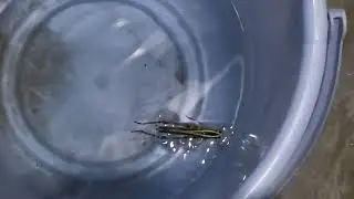 This is how grasshopper swins #grasshopper #swimming