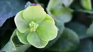Corsican Hellebore (Helleborus argutifolius)