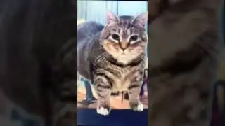 Die with a smile #cat