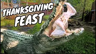 CROCODILES & ALLIGATORS CHOMP DOWN & GOBBLE UP THANKSGIVING TURKEY‼️‼️‼️