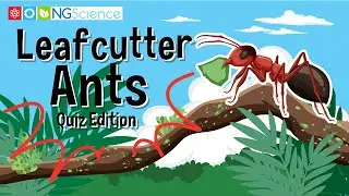 Leafcutter Ants &ndash; Quiz Edition