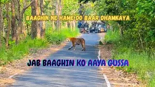 Heart stopping Tiger charge in the Wild #tiger #angrytiger #tigerencounter #wildlifesafari #bigcats