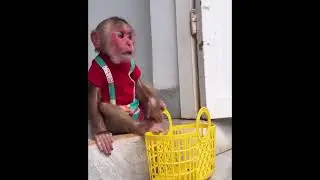 Monkey Kyo Just Did THIS &ndash; She&rsquo;s Seriously So Smart.