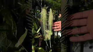Dioon Edule #plants #dioonedule #palm