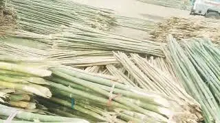 Bamboo cutting.. Assam Bamboo supply all India