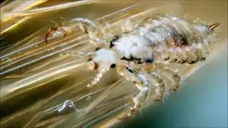 Ultrasonic sound anti fleas - 8 hours