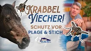 Pferdebremsen, Kriebelmücken & Co: SCHÜTZE dein PFERD nachhaltig I Bernd Hackl erklärt! 🐴