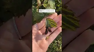 Meet the cinnabar moth! 😍🦋