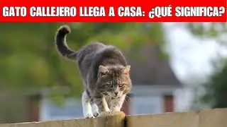 Significados espirituales cuando un gato callejero llega a tu casa