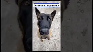 ЗАСМЕЯЛСЯ - ПОДПИСАЛСЯ!!! #смех #memes #мем #monkey #superman #юмор #minecraft #прикол #мемы #funny