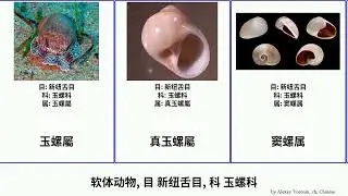 软体动物, 目 新纽舌目, 科 玉螺科 mollusca 广口白玉螺 Naticidae 褐玉螺 蝴蝶玉螺 Neotaenioglossa Floating Bolger 扁玉螺属 無臍玉螺屬