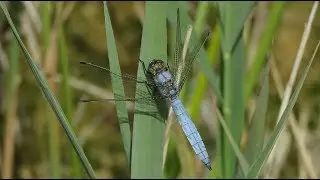 Southern Skimmer - Orthetrum brunneum - Zuidelijke oeverlibel / Berg - Belgium / 1-7-2019