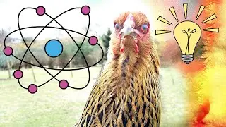 Mr  Max lost his chickens.  What happened next? Mr Alex Max TV / September 2019