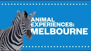 Animal Experiences: Melbourne