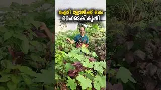 വീട്ടിലേയ്ക്ക് വേണ്ടതെല്ലാം മട്ടുപ്പാവിൽ | ജോലിയും കൃഷിയും മട്ടുപ്പാവിൽ