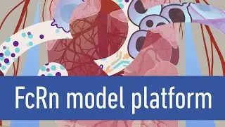 FcRn model platform