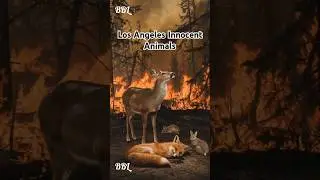 Los Angeles Innocent Animals #BurningLosAngeles #CaliforniaFire #LosAngelesFire
