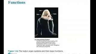 Physiology lecture 1