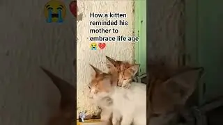 How a Kitten Taught His Mother to Embrace Life Again.#Kittens #LifeLessons #EmbraceLife #Pet
