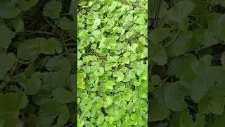 Gotu Kola growing itself in garden corner #relaxing #wildplant #gardenflowerplants #countryside