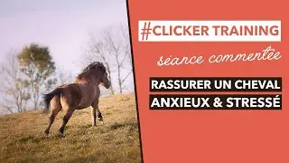 RASSURER UN CHEVAL STRESS&Eacute; - Clicker Training
