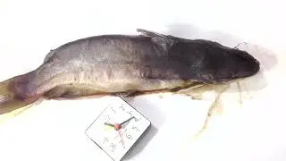 Catfish Timelapse