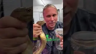 &iexcl;Orde&ntilde;ando veneno de Cobra Real!