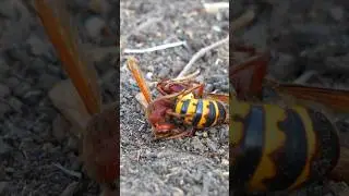 ASIAN WASP AND EUROPEAN HORNET - BATTLE IN NATURE OF TITANS!