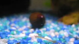 Zebra Snail(s) and Betta Flare