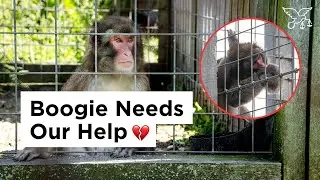 Boogie the Monkey Bites Herself Alone in a Cage at Bervie Zoo