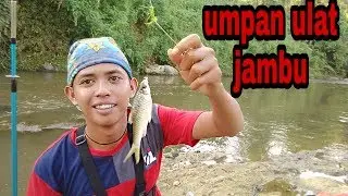 Mancing cencen (wader) pakai tehnik dasaran