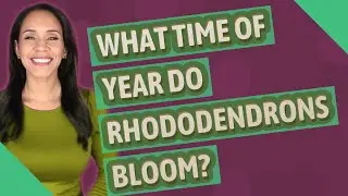 What time of year do rhododendrons bloom?