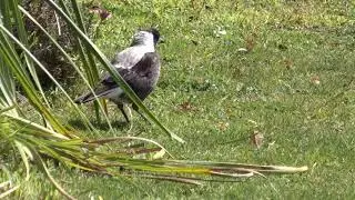 magpie family calls in for breakfast