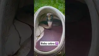 India&rsquo;s most venomous snake✅ #snake #reptiles #rescue #snakesofindia #cobra #wildlife