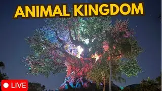 🔴 Live: Disney's Animal Kingdom  -  Walt Disney World 01.27.2026