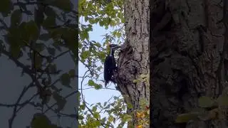 Pileated Woodpecker in action seen on our afternoon walk.