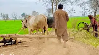 &ldquo;Punjab&rsquo;s Ancient Farming Method | Cutting Fodder with Bulls & Gears&rdquo;