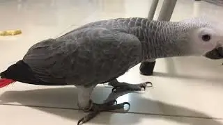 Bibi Grey Parrot eat Apple
