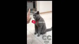 CUTE CATS AND DOGS  DON'T MISS ||  CREATIVE COMMONS || Funny Animals