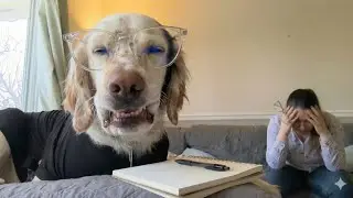 Emotional Support Emocional #dog 