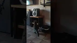 бакс и шарик