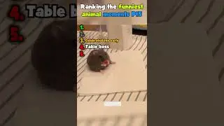 ranking the funniest animal moments Pt5 #5 #ranking #funny #shorts #trending #tiktok #viral #USA
