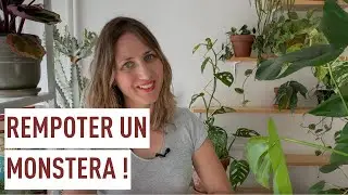 Rempoter un Monstera !