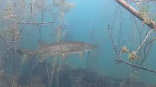 GoPro 7 black Freshwater diving