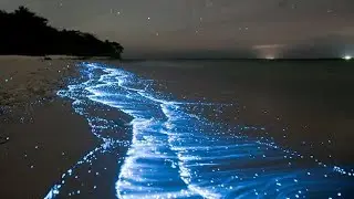 Bioluminescent Sea Sparkle (Noctiluca scintillans) in Maldives