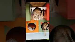 So cuty cat9 meow wawa laplap👌🐈💕 #short #cats #shorts #cute #activityofalllife #catclub #partyclub