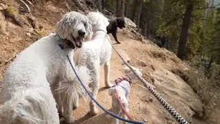 Hiked just below the Mountain Evans.  #Komondor #goldendoodle #Labradoodle #dreadlocks #schnauzer