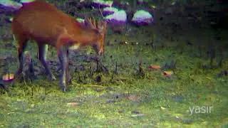 barking deer drinking water